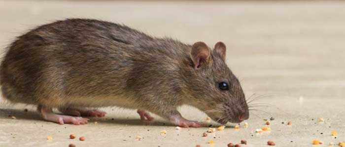 Rodent Control Banks